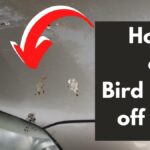 How To Clean Bird Poop Off A Car
