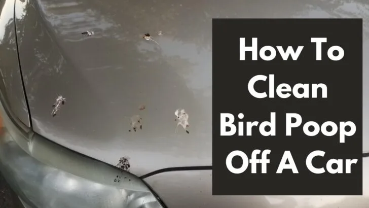How To Clean Bird Poop Off A Car
