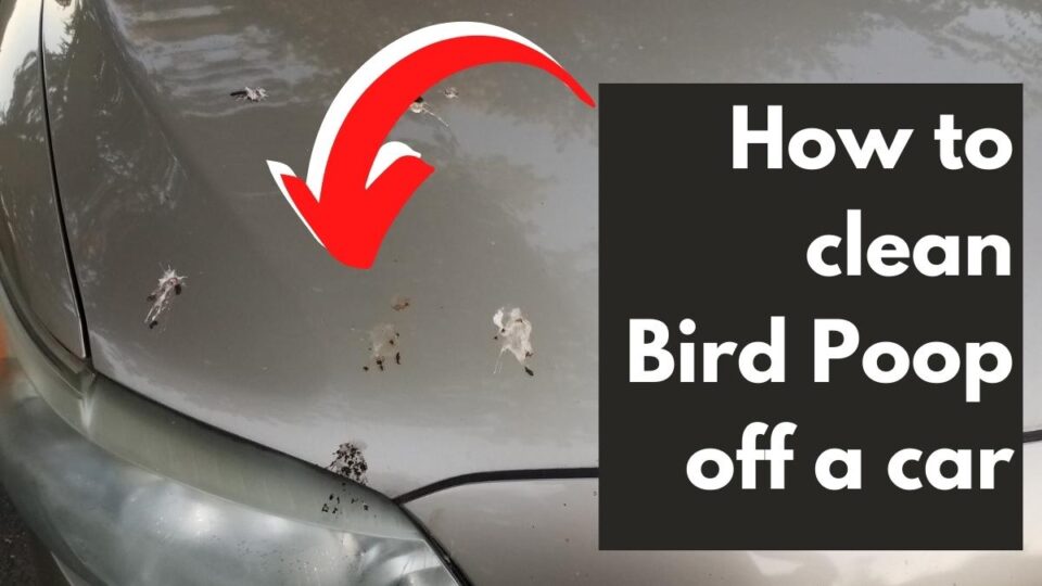 How To Clean Bird Poop Off A Car Vehicle Answers
